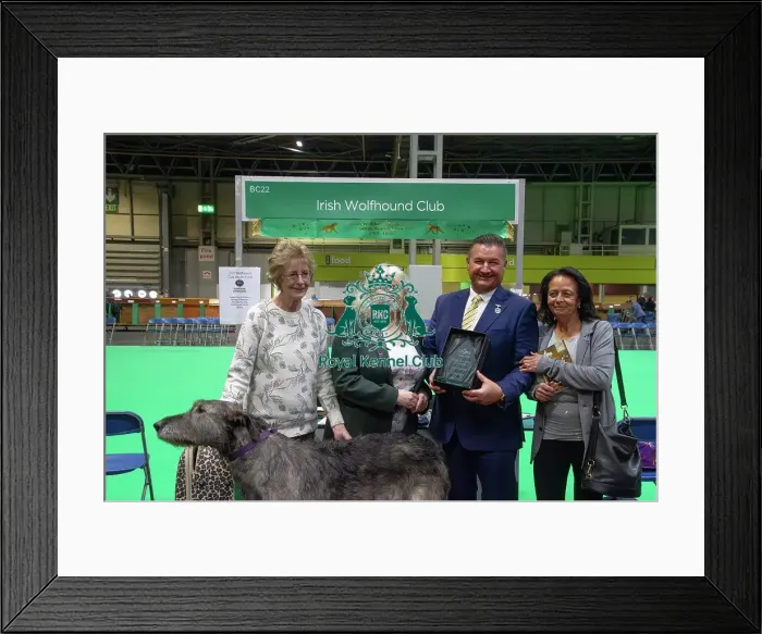 Framed Print : Irish Wolfhound breed club wins best hound breed club of Crufts 2025 Framed Print : Irish Wolfhound breed club wins best hound breed club of Crufts 2025