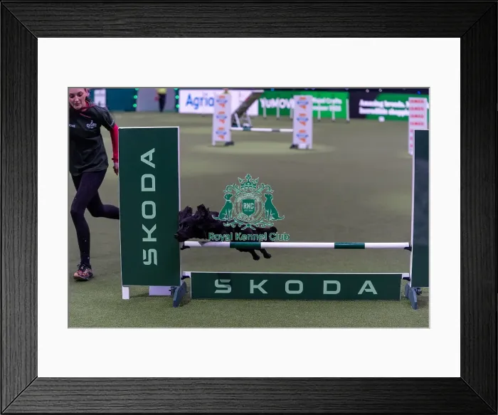 Framed Print : Laura Warwick with Blossom, Competing in the Medium Championship Agility Final