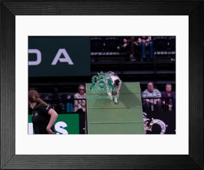 Framed Print : Lily Dakin with Scout, Competing in the Medium Championship Agility Final