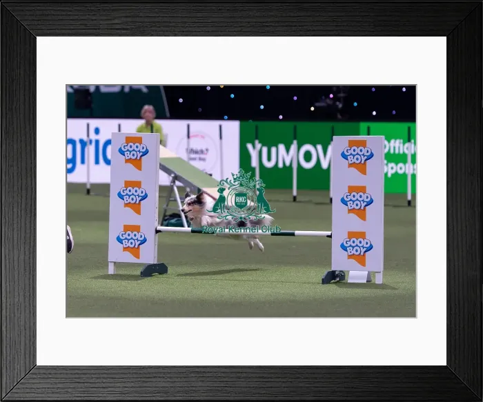 Framed Print : Lily Dakin with Scout, Competing in the Medium Championship Agility Final