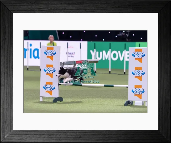 Framed Print : Laura Chapman & Endeavour, winner of the Medium Championship Agility Final Framed Print : Laura Chapman & Endeavour, winner of the Medium Championship Agility Final