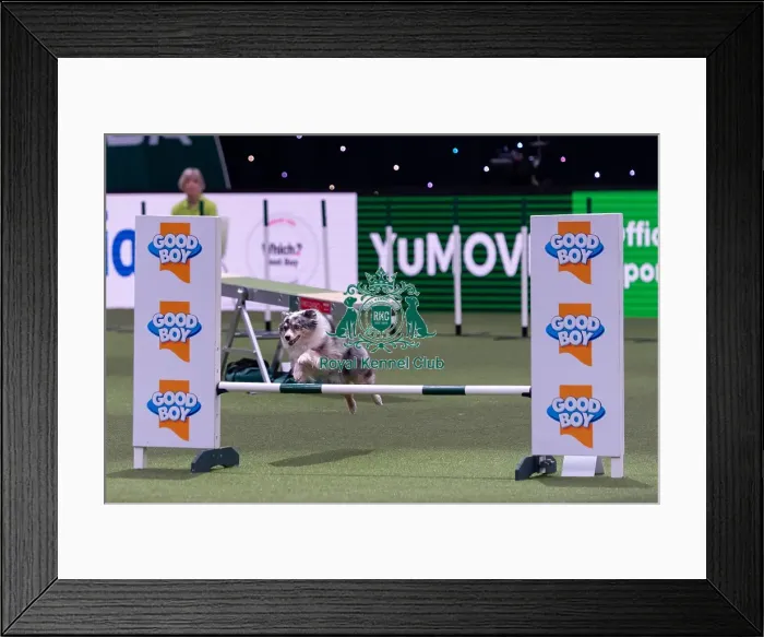 Framed Print : Rachel Ward with Fiametta, Competing in the Medium Championship Agility Final Framed Print : Rachel Ward with Fiametta, Competing in the Medium Championship Agility Final
