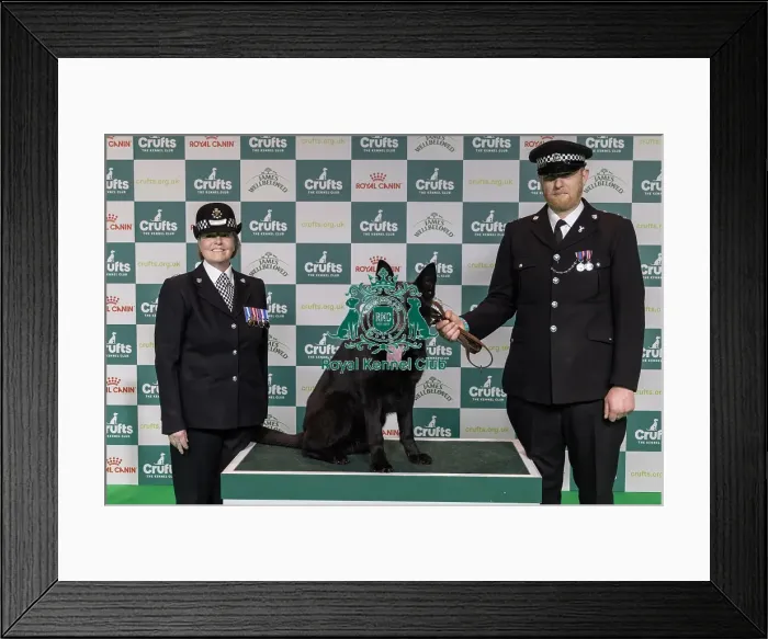 Framed Print : Winner of the Police Dog Team Operational & humanitarian Action of the Year Award Toby Spires with Tsar today