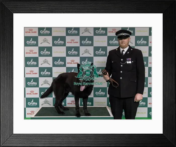Framed Print : Winner of the Police Dog Team Operational & humanitarian Action of the Year Award Toby Spires with Tsar today