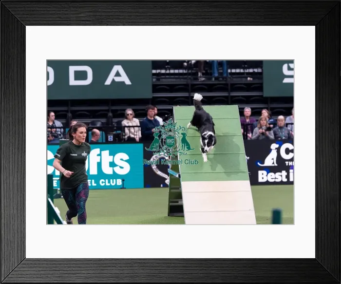 Framed Print : Laura Chapman & Endeavour, winner of the Medium Championship Agility Final Framed Print : Laura Chapman & Endeavour, winner of the Medium Championship Agility Final