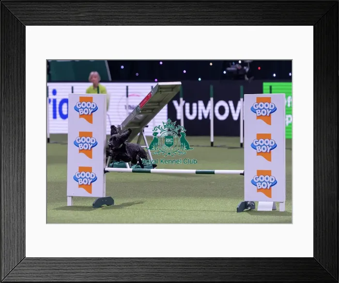 Framed Print : Laura Warwick with Blossom, Competing in the Medium Championship Agility Final