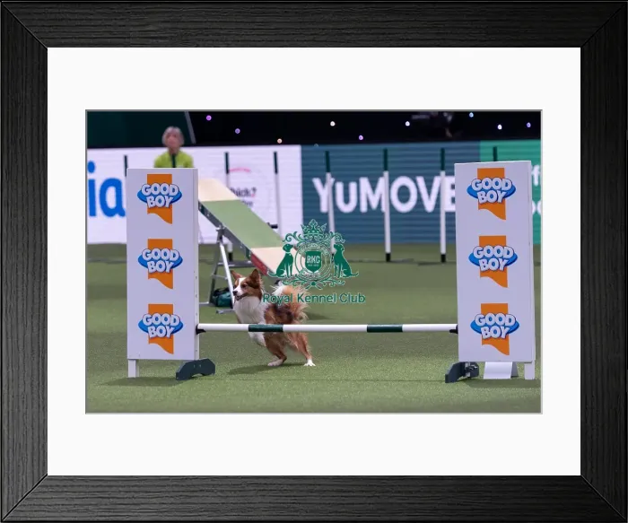 Framed Print : Louise Godwin with Drift, winner of the Small Championship Agility Final