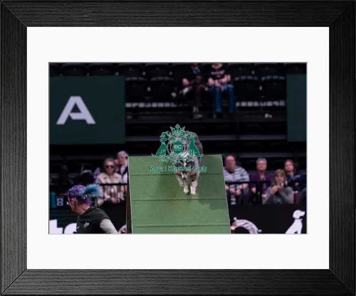 Framed Print : Rachel Ward with Fiametta, Competing in the Medium Championship Agility Final Framed Print : Rachel Ward with Fiametta, Competing in the Medium Championship Agility Final
