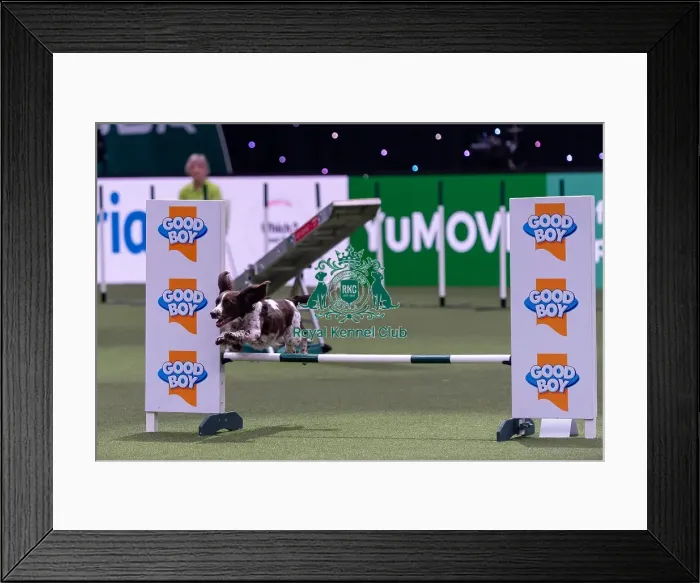 Framed Print : Erin Inverarity with Sam, Competing in the Medium Championship Agility Final Framed Print : Erin Inverarity with Sam, Competing in the Medium Championship Agility Final
