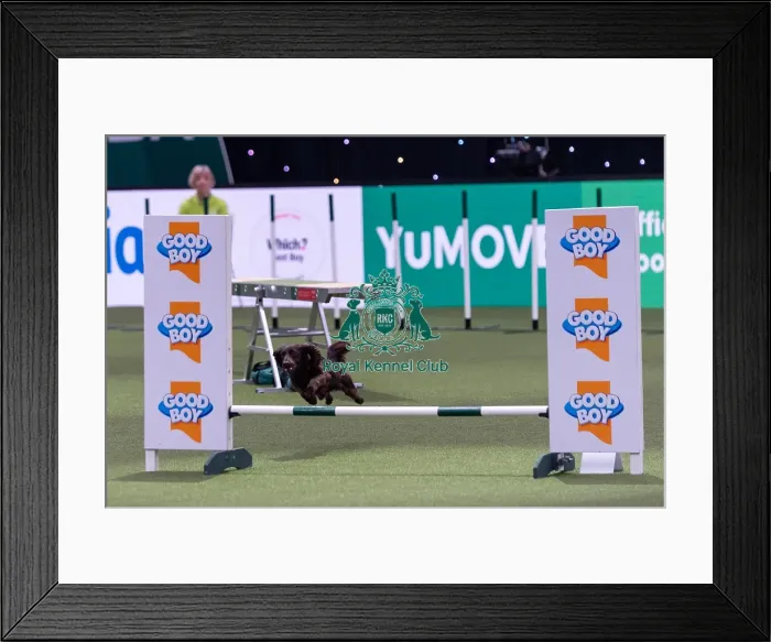 Framed Print : Jo Gleed with Sinner, which was placed fourth in the Small Championship Agility Final