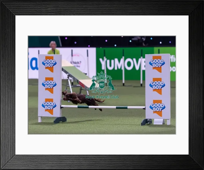 Framed Print : Liz Naylor with Skye, Competing in the Small Championship Agility Final