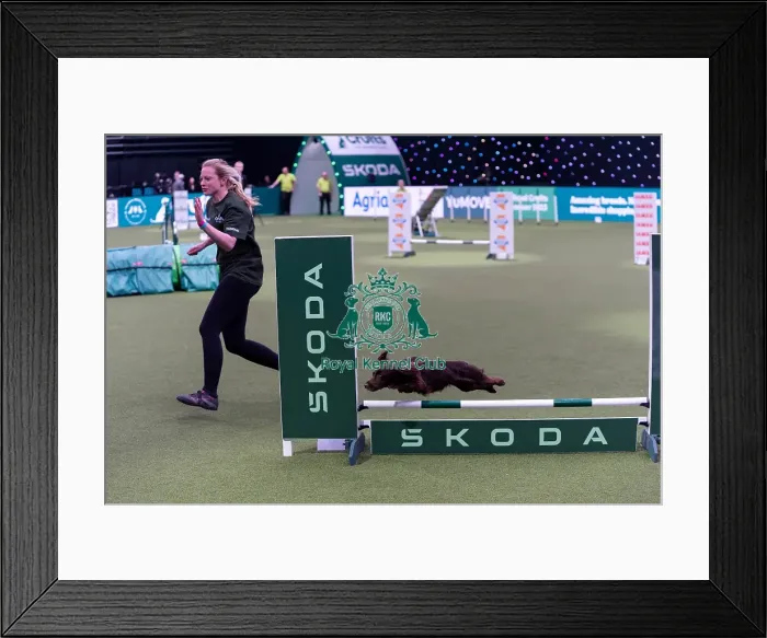 Framed Print : Liz Naylor with Skye, Competing in the Small Championship Agility Final