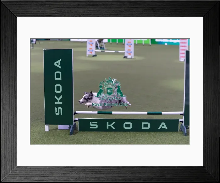 Framed Print : Martin Reid with Selfie Competing in the Small Championship Agility Final