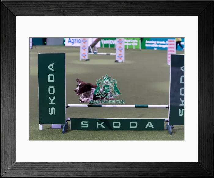 Framed Print : Erin Inverarity with Sam, Competing in the Medium Championship Agility Final Framed Print : Erin Inverarity with Sam, Competing in the Medium Championship Agility Final
