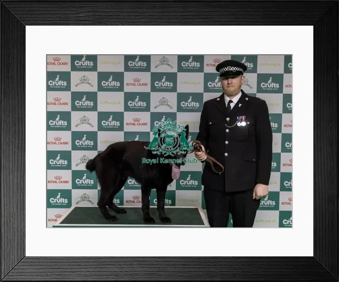 Framed Print : Winner of the Police Dog Team Operational & humanitarian Action of the Year Award Toby Spires with Tsar today
