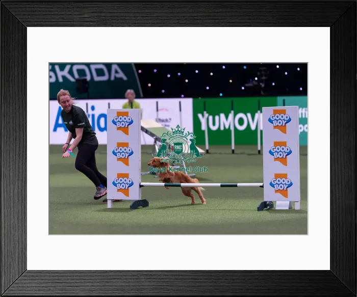 Framed Print : Kim Holness with Fern, Competing in the Small Championship Agility Final Framed Print : Kim Holness with Fern, Competing in the Small Championship Agility Final
