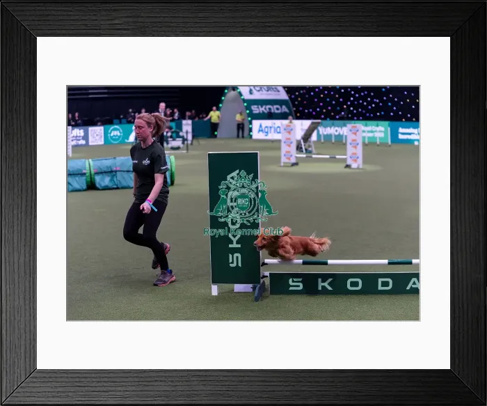 Framed Print : Kim Holness with Fern, Competing in the Small Championship Agility Final Framed Print : Kim Holness with Fern, Competing in the Small Championship Agility Final