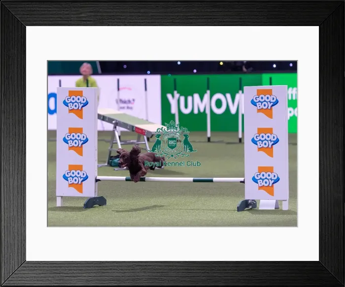 Framed Print : Dylan Osborne with Jelly, Competing in the Small Championship Agility Final