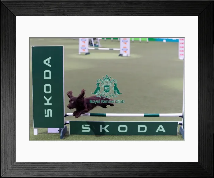 Framed Print : Dylan Osborne with Jelly, Competing in the Small Championship Agility Final Framed Print : Dylan Osborne with Jelly, Competing in the Small Championship Agility Final