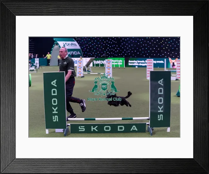 Framed Print : Alan Bray with Ticita, Competing in the Small Championship Agility Final
