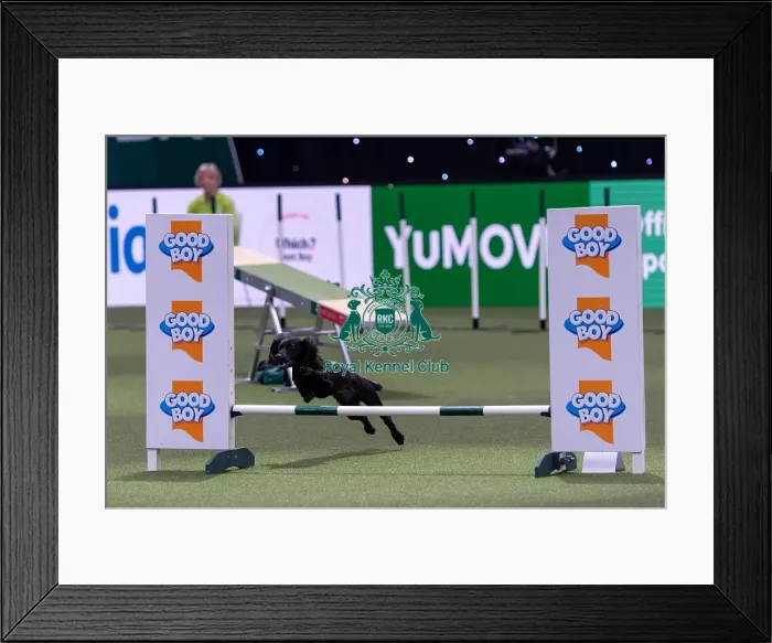 Framed Print : Jane Chenery with River, Competing in the Small Championship Agility Final Framed Print : Jane Chenery with River, Competing in the Small Championship Agility Final