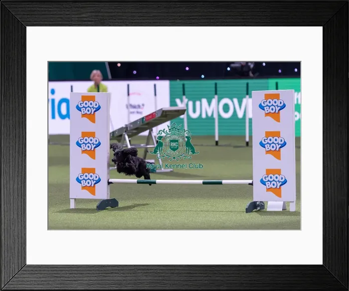 Framed Print : Alan Bray with Ticita, Competing in the Small Championship Agility Final Framed Print : Alan Bray with Ticita, Competing in the Small Championship Agility Final