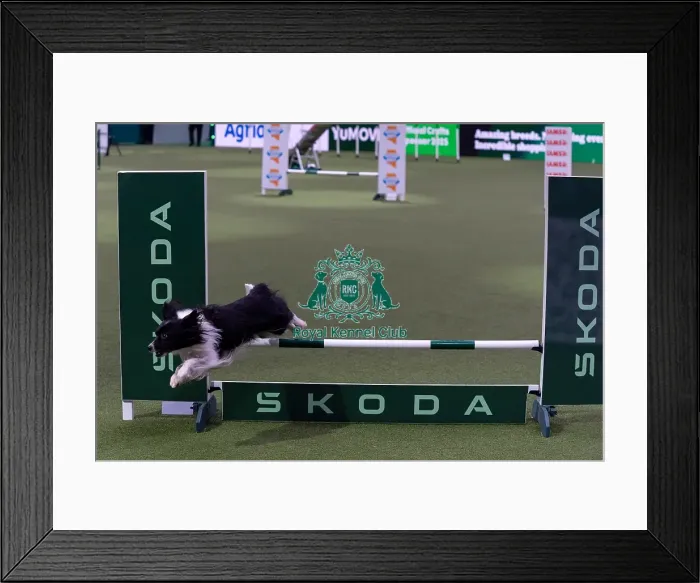 Framed Print : Dawn Weaver with Vegas, Competing in the Medium Championship Agility Final Framed Print : Dawn Weaver with Vegas, Competing in the Medium Championship Agility Final