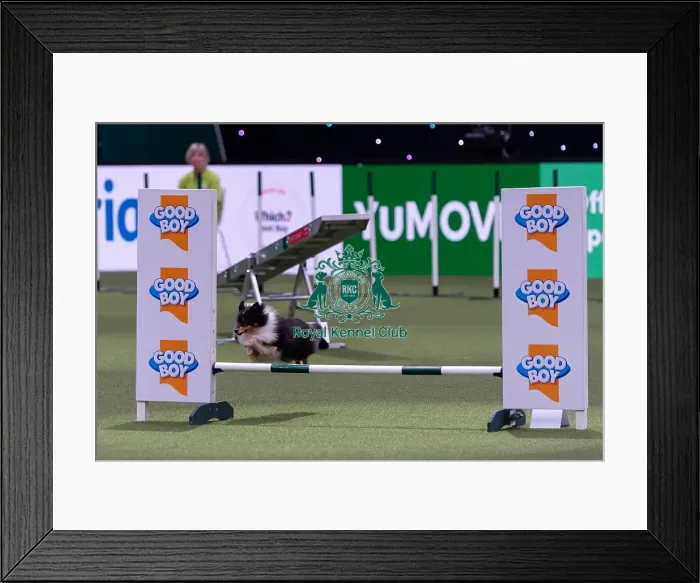 Framed Print : Apryl Britton with Halo, Competing in the Small Championship Agility Final Framed Print : Apryl Britton with Halo, Competing in the Small Championship Agility Final