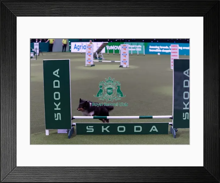 Framed Print : Marc Wingate-Wynne with Snazzy Framed Print : Marc Wingate-Wynne with Snazzy