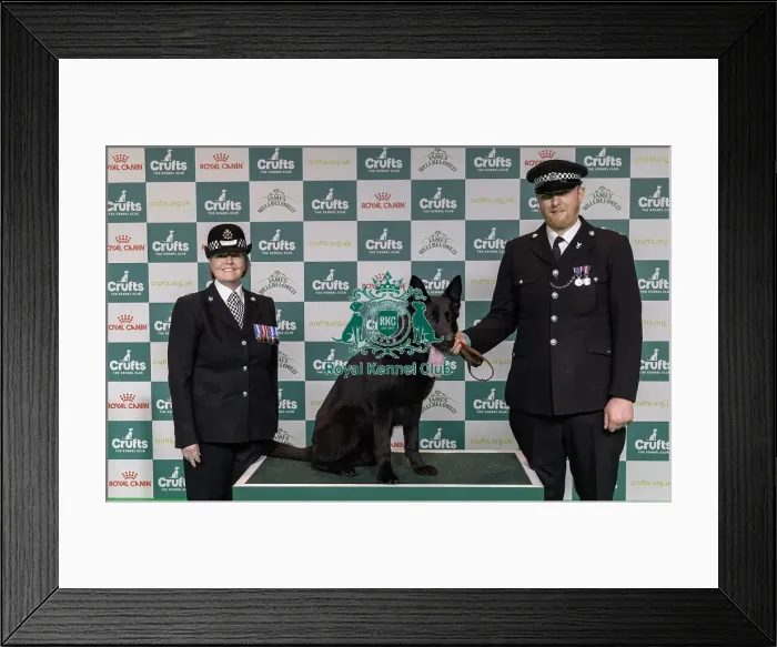 Framed Print : Winner of the Police Dog Team Operational & humanitarian Action of the Year Award Toby Spires with Tsar today