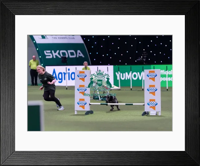 Framed Print : Julie Bishop with Blue, Competing in the Small Championship Agility Final Framed Print : Julie Bishop with Blue, Competing in the Small Championship Agility Final