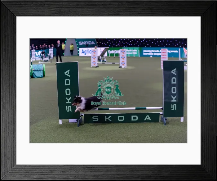 Framed Print : Apryl Britton with Halo, Competing in the Small Championship Agility Final Framed Print : Apryl Britton with Halo, Competing in the Small Championship Agility Final