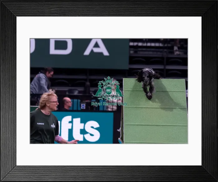 Framed Print : Julie Bishop with Blue, Competing in the Small Championship Agility Final
