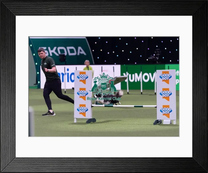 Framed Print : Dalton Meredith with Munchy, Competing in the Medium Championship Agility Final
