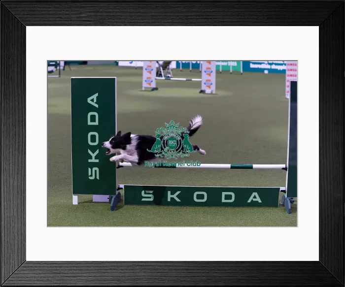 Framed Print : Dalton Meredith with Munchy, Competing in the Medium Championship Agility Final