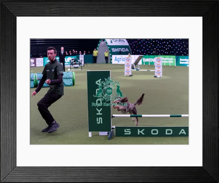 Framed Print : Jamie Wright with Dexter, which was placed fourth in the Medium Championship Agility Final