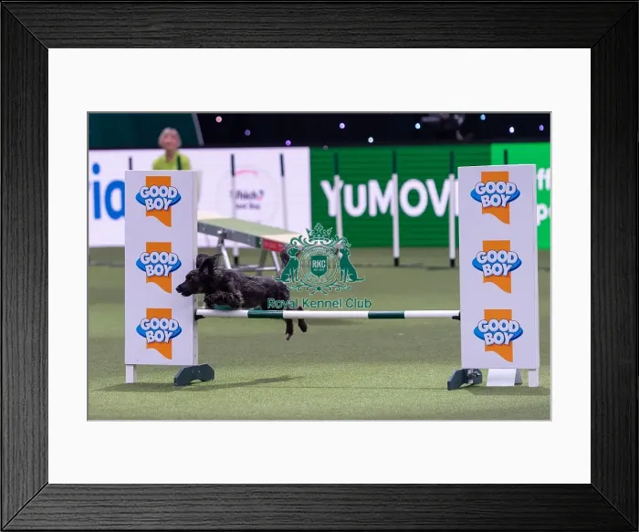 Framed Print : Liz Carpenter with Maggie, Competing in the Medium Championship Agility Final
