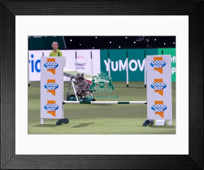 Framed Print : Rosie Cavill with Boo, Competing in the Medium Championship Agility Final Framed Print : Rosie Cavill with Boo, Competing in the Medium Championship Agility Final