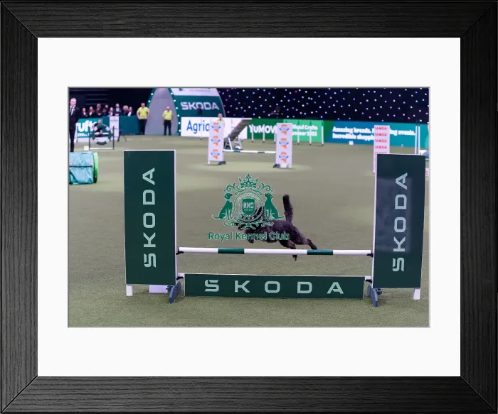 Framed Print : Liz Carpenter with Maggie, Competing in the Medium Championship Agility Final