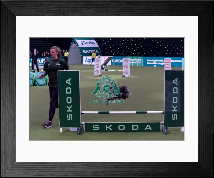 Framed Print : Rosie Cavill with Boo, Competing in the Medium Championship Agility Final Framed Print : Rosie Cavill with Boo, Competing in the Medium Championship Agility Final
