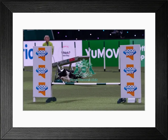 Framed Print : Dawn Weaver with Vegas, Competing in the Medium Championship Agility Final Framed Print : Dawn Weaver with Vegas, Competing in the Medium Championship Agility Final