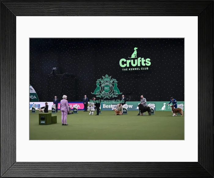 Framed Print : Patsy Hollings, judging the coveted title of Best in Show today