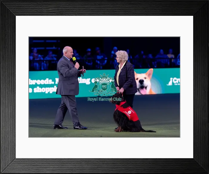 Framed Print : Sue Mitchell with Sherwood, a Gordon Setter Framed Print : Sue Mitchell with Sherwood, a Gordon Setter