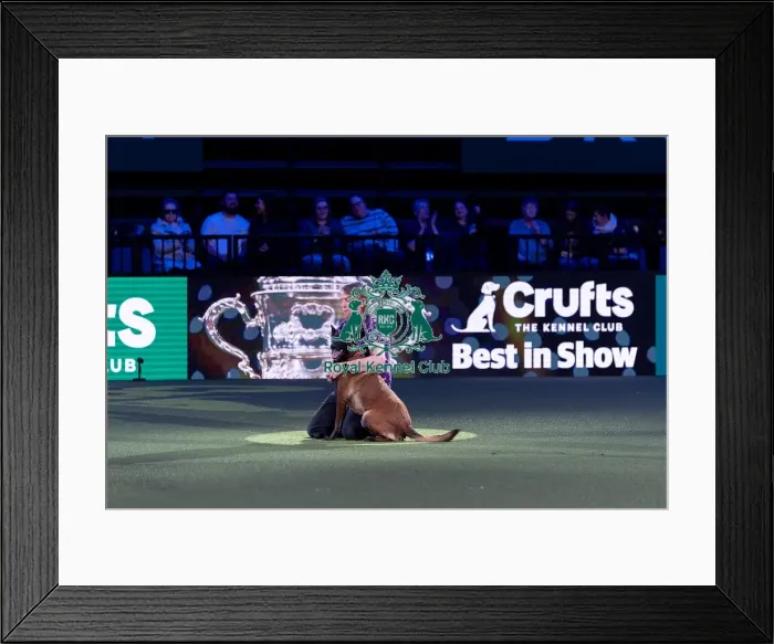 Framed Print : Winner of the Kennel Club Hero Dog Award Mandy Chapman with Baloo