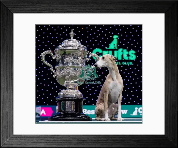 Framed Print : Miuccia, a Whippet, owned by Giovanni Liguori Framed Print : Miuccia, a Whippet, owned by Giovanni Liguori