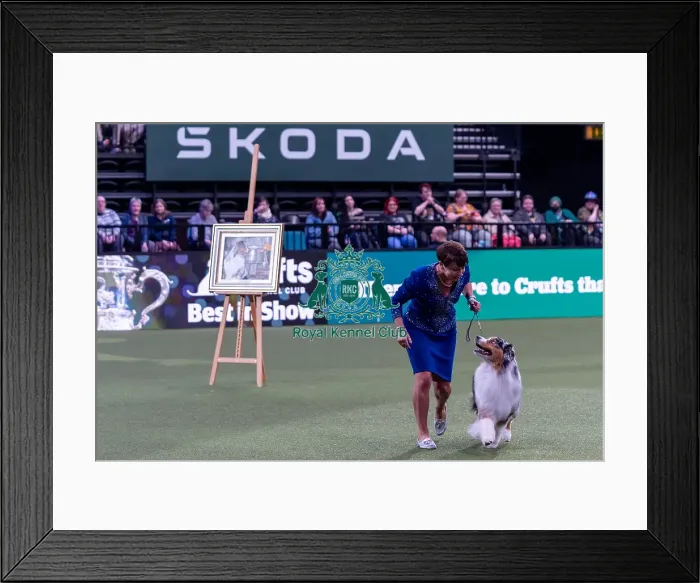 Framed Print : Presentation of the BIS 2024 painting from the last years Crufts winner Framed Print : Presentation of the BIS 2024 painting from the last years Crufts winner