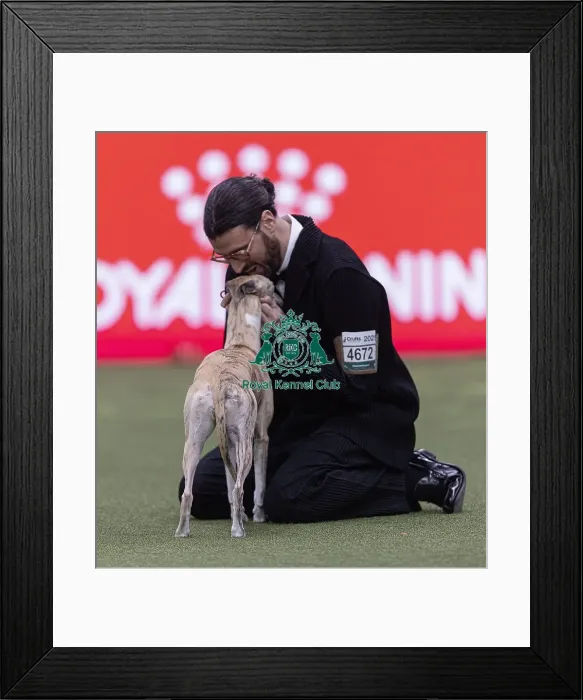 Framed Print : Miuccia, a Whippet, owned by Giovanni Liguori Framed Print : Miuccia, a Whippet, owned by Giovanni Liguori