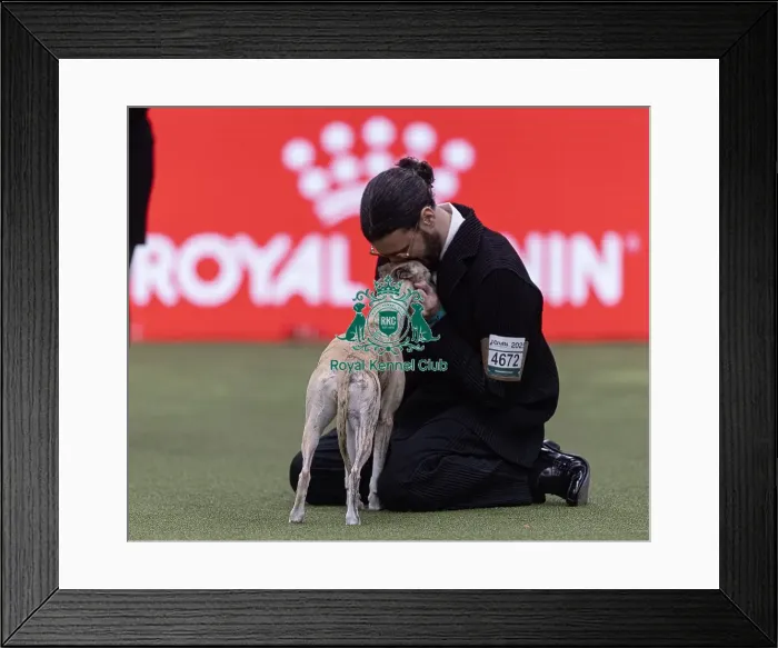 Framed Print : Miuccia, a Whippet, owned by Giovanni Liguori Framed Print : Miuccia, a Whippet, owned by Giovanni Liguori