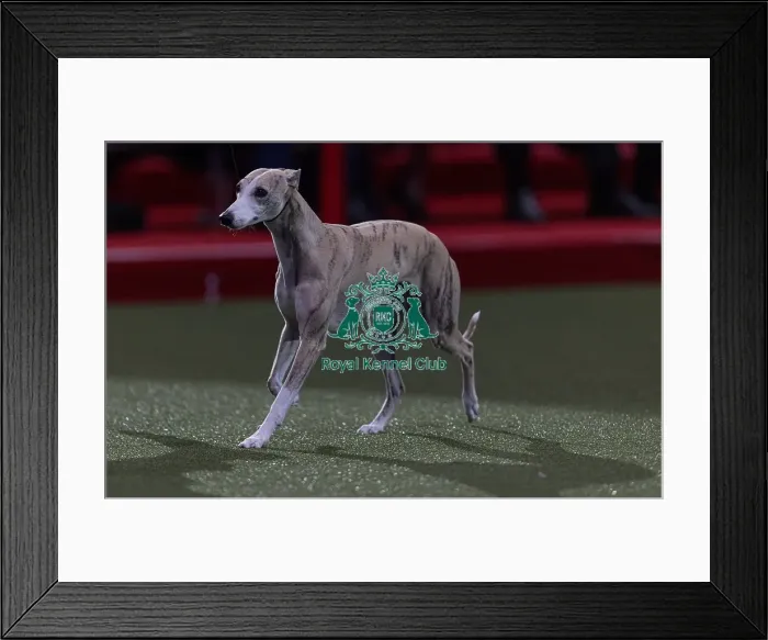 Framed Print : Miuccia, a Whippet, owned by Giovanni Liguori Framed Print : Miuccia, a Whippet, owned by Giovanni Liguori