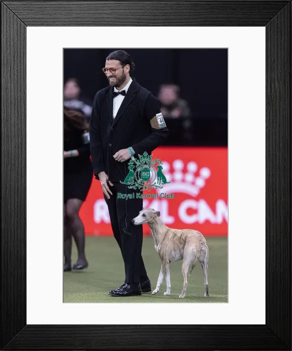 Framed Print : Miuccia, a Whippet, owned by Giovanni Liguori Framed Print : Miuccia, a Whippet, owned by Giovanni Liguori
